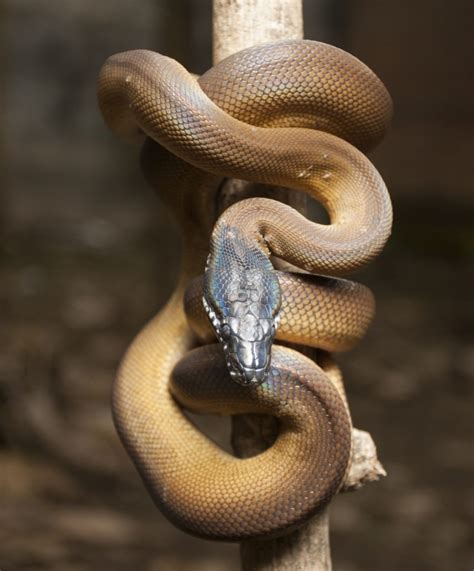 White Lipped Python Care Sheet: The Complete Guide - Reptile Advisor