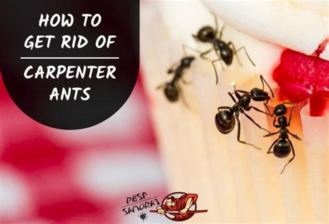 How to Get Rid of Carpenter Ants | Effective Strategies and Natural Solutions - Pest Samurai