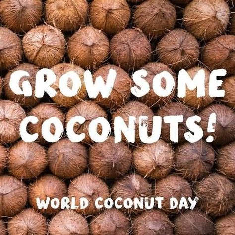 Top 25 Best and Inspiring World Coconut Day Quotes And Wallpapers ...