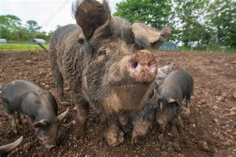 Sow and piglets - Stock Image - C057/4834 - Science Photo Library