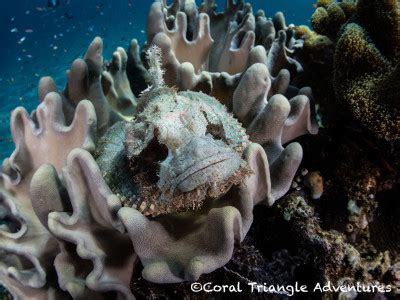 Ambush Predators of Komodo Is. - Coral Triangle Adventures