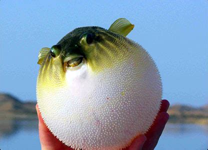 Funny puffer fish |Funny Animal