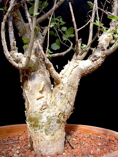 Bursera fagaroides - Cactus Jungle