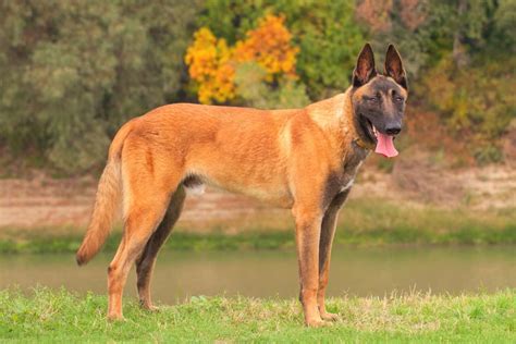 All Belgian Malinois Colors and Patterns Explained (With Pictures!) (2022)