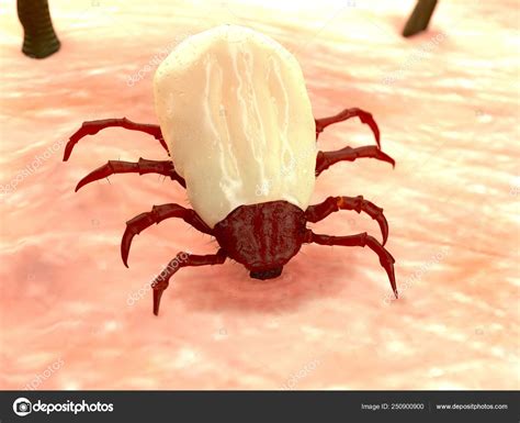 Ticks External Parasites Feed Animal Human Blood Bite Can Cause — Stock Photo © animaxx3d #250900900