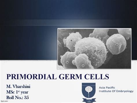 Primordial Germ Cells