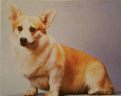 Pembroke Corgi | Corgi, Corgi pembroke, Pembroke