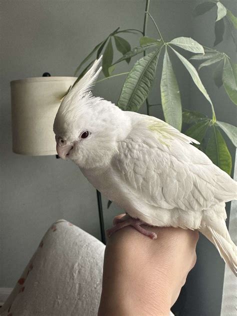 Beautiful hand-tamed Albino Cockatiel