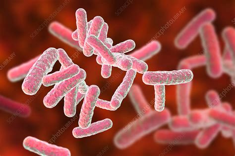 Rod-shaped bacteria, illustration - Stock Image - F021/1419 - Science Photo Library