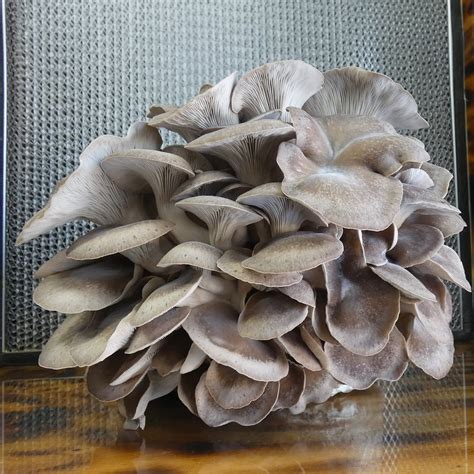 Black Pearl King Oyster (Pleurotus ostreatus - Hybrid ...