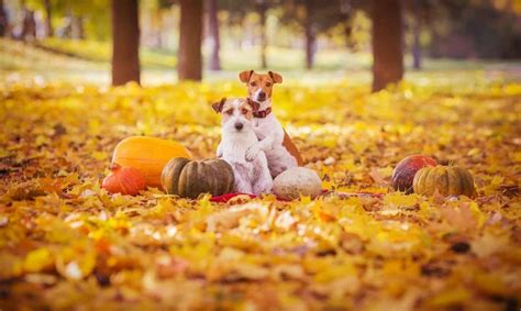 12 Surprising Autumn Dangers for Dogs Every Dog Parent Should Know - Shed Happens