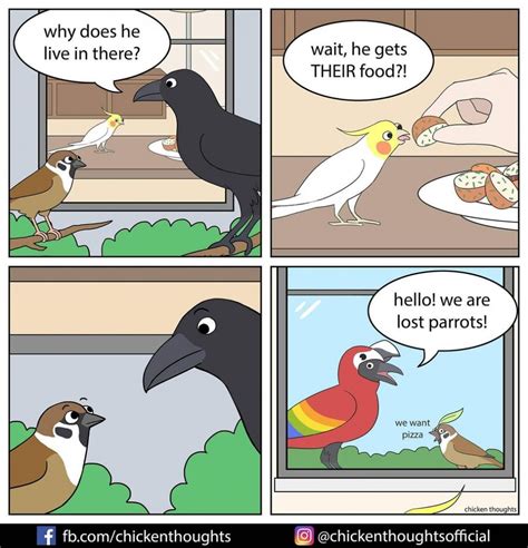 25 Funniest New comics about parrots, illustrated by the owner of the birds herself - Bored Comics