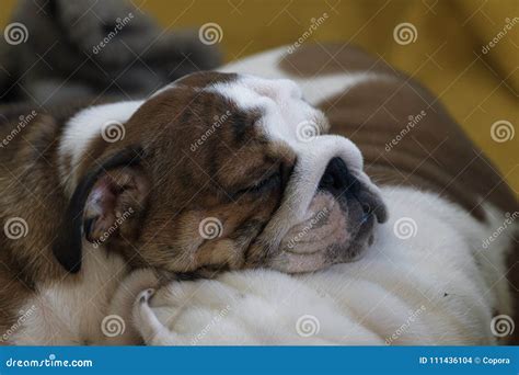 Sleeping Puppy of English Bulldog Stock Photo - Image of closeup, doggy ...