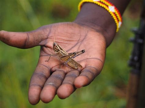 Japanese telecom firm plans to foray into cricket farming | Business