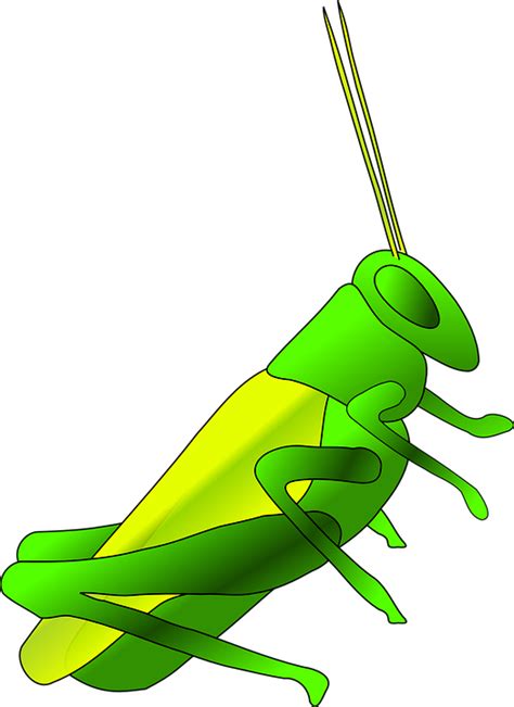 Cricket Long Green - Free vector graphic on Pixabay