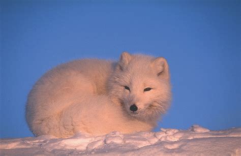Lemmings Animal In The Tundra