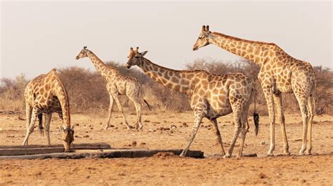 Premium Photo | A group of giraffes at a watering hole in etosha national park. namibia.