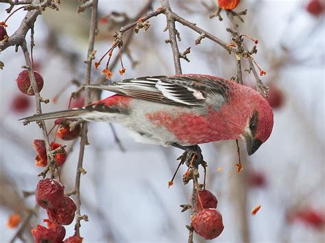 Winter of the Pine Grosbeak - Nature Blog