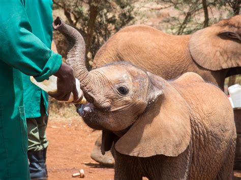 Sheldrick Elephant Orphanage, Nairobi: The Complete Guide