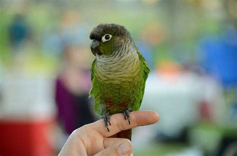 The Green-Cheeked Parakeet (Pyrrhura Molinae)