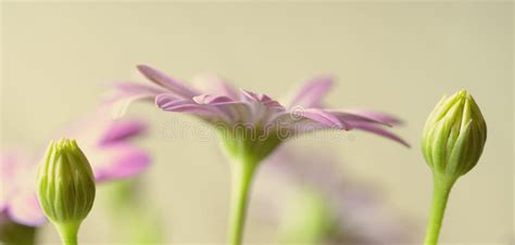 Purple daisy background stock photo. Image of decoration - 57549822