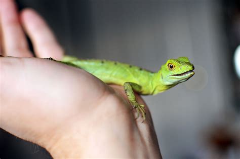 Choosing a Pet Lizard and Basic Care