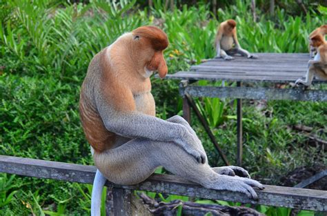 Viaje a Malasia. Joyas de Borneo y extensión a Kuala Lumpur