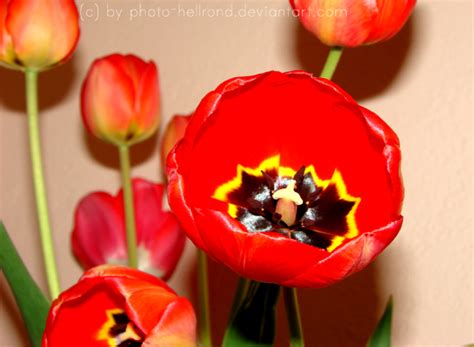 Mak Flower by photo-hellrond on DeviantArt