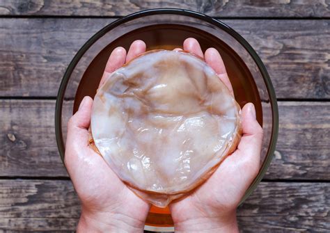 Kombucha SCOBY - What to Do with SCOBYs After Brewing - Bucha Brewers