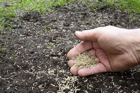 Five Steps for Successful Spring Seeding • Chippers Inc.