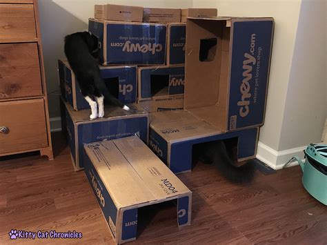 How to Make a Cardboard Box Fort for Your Cat - Kitty Cat Chronicles