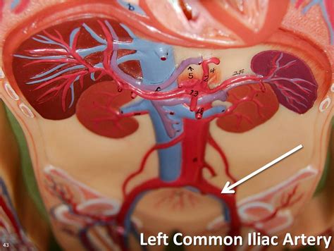 Common Iliac Vein Anatomy Function And Diagram Body M - vrogue.co