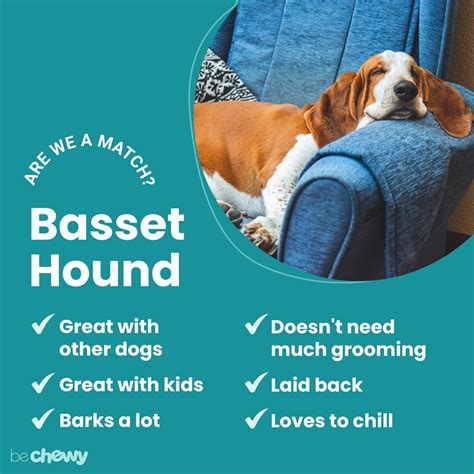 Basset Hound Breed: Characteristics, Care & Photos | BeChewy