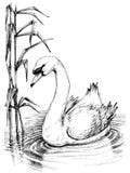 Sketch Drawing Of Swan Lake Stock Illustration - Illustration of drawn, magic: 45473351