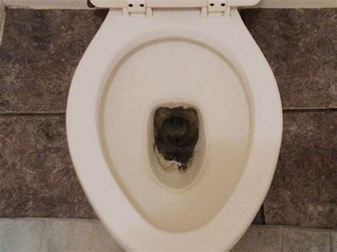 Black Sediments in Toilet Bowl? Remove Black Stuff / Spots / Stains!