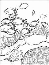 Coral reef coloring Pages To Download And Print For Free sketch template