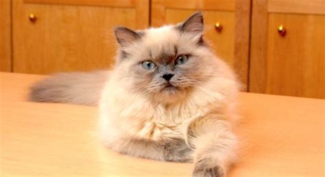 Unearth the Fascinating and Amusing Trivia of Himalayan Cats: 20 Lesser-Known Facts | 3SBLOG