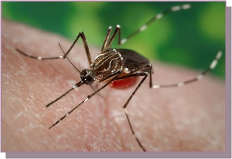 Difference Between Dengue Mosquito And Normal Mosquito