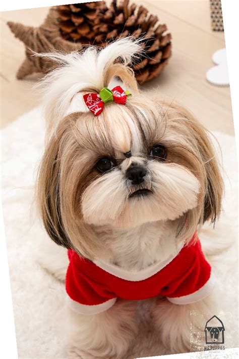 Charming White Teacup Shih Tzu in 2021 | Shih tzu grooming, Shih tzu ...