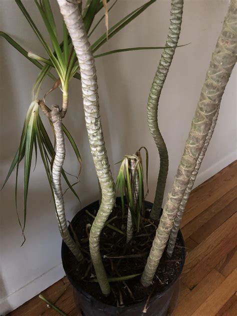 Need care advice please! Madagascar Dragon Tree leaves are wilting : r/houseplants