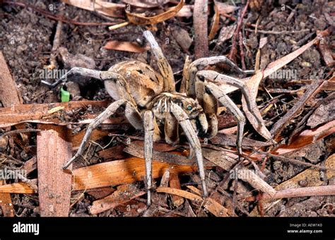 Australia macro lycosidae arachnida venom poison venomous hi-res stock photography and images ...