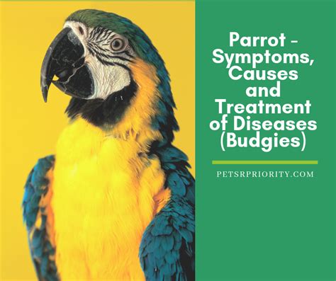 Parrot – Symptoms, Causes and Treatment of Diseases (Budgies)