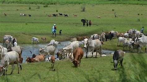 Free- grazing Cattle: Overcoming the Menace | Sampark.Net – The Rural ...