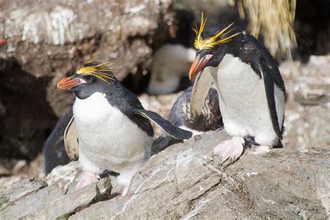 Macaroni Penguins | Taken during a trip to the Antarctica pe… | Flickr