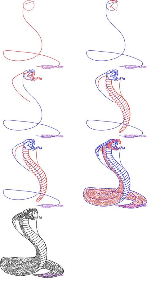 Snake Drawing Step By Step at GetDrawings | Free download