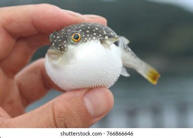 259 Inflated puffer fish 이미지, 스톡 사진 및 벡터 | Shutterstock