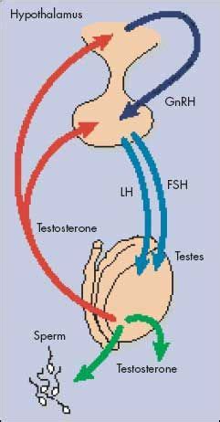 Gonadotropin-releasing hormone (GnRH) - hormone released by the hypothalamus that causes the pi ...