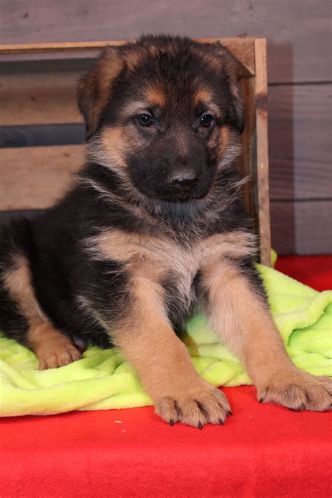 Denver - a male AKC German Shepherd puppy for sale in Nappanee, IN ...