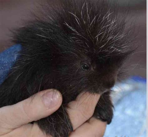 Orphaned Porcupine Is Being Raised By Wildlife Rehabilitators - The Dodo | Cute little animals ...