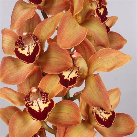 Cymbidium Orchid Charly Brown 80cm | Wholesale Dutch Flowers & Florist ...